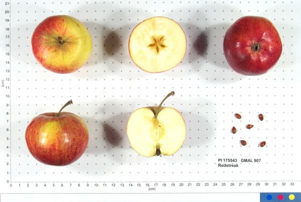Redstreak apple