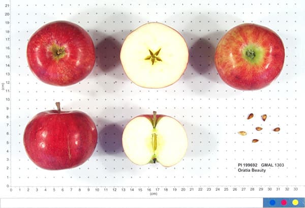 Oratia Beauty apple