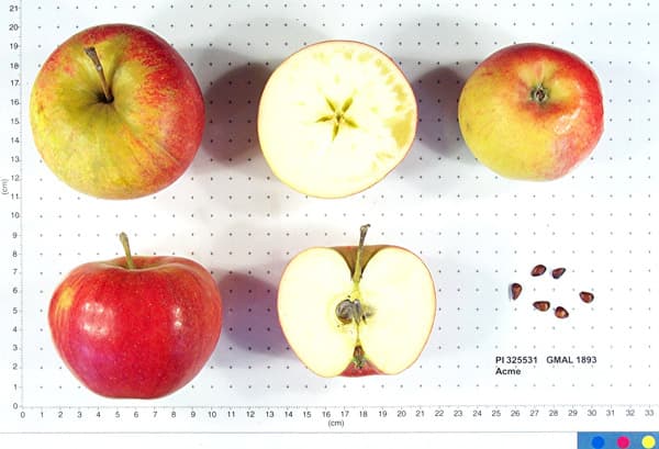Acme apple