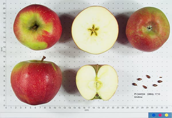Undine apple