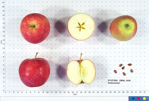 Drakenstein apple