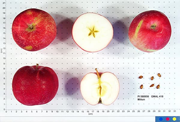 Milton apple
