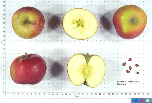 Stayman apple