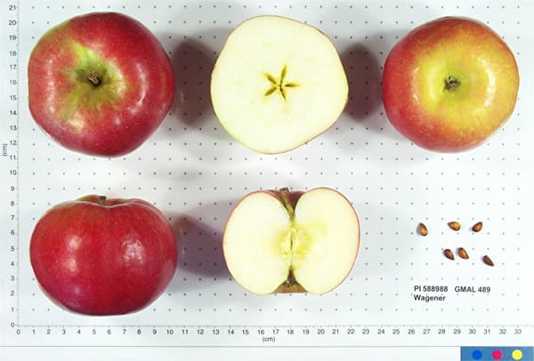 Wagener apple