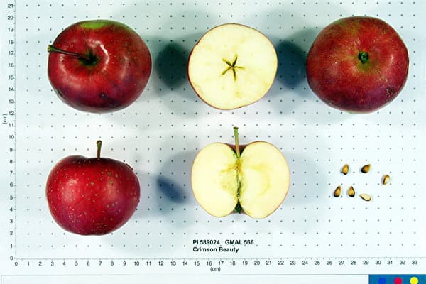 Crimson Beauty apple