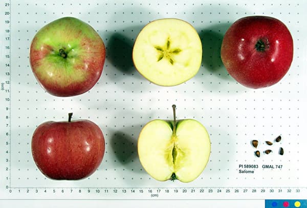 Salome apple