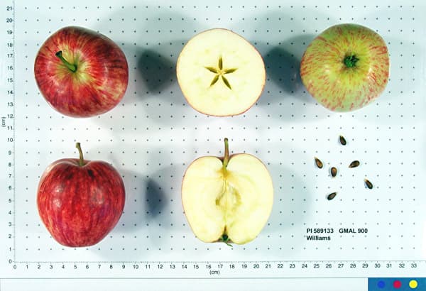 Williams apple