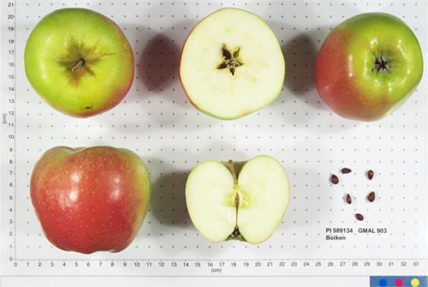 Boiken apple