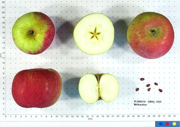 Milwaukee apple