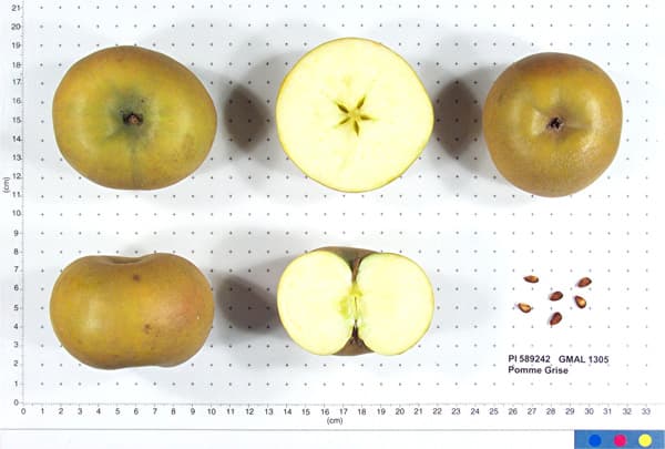 Pomme Grise apple