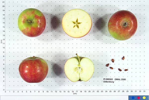 Oldenburg apple