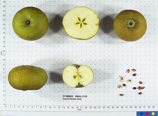 Court Pendu Gris apple