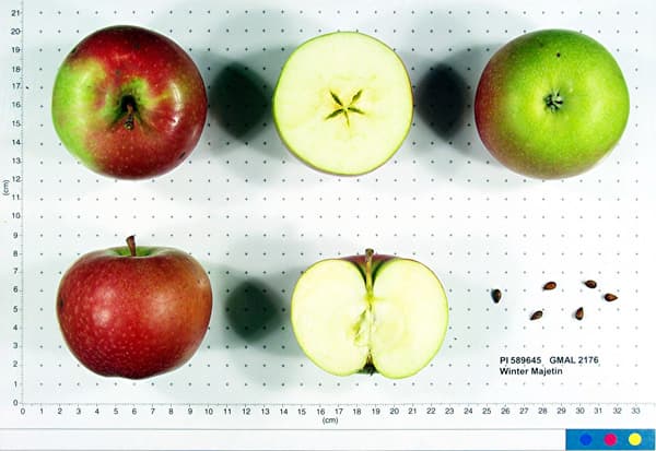 Winter Majetin apple