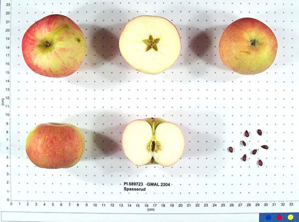 Spasserud apple