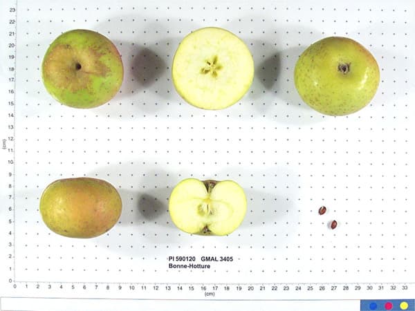 Bonne-Hotture apple