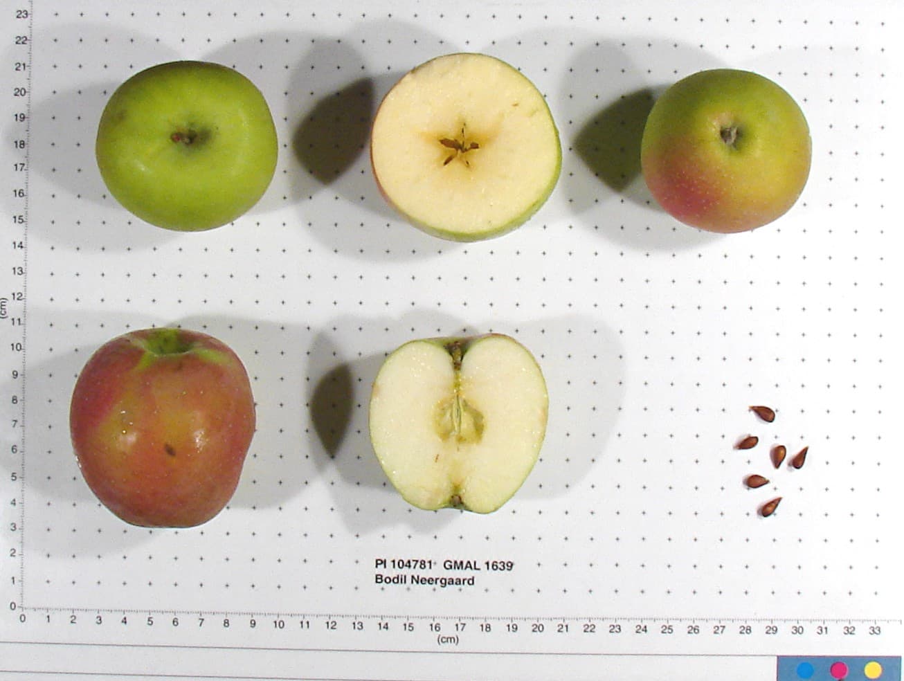 Bodil Neergaard apple