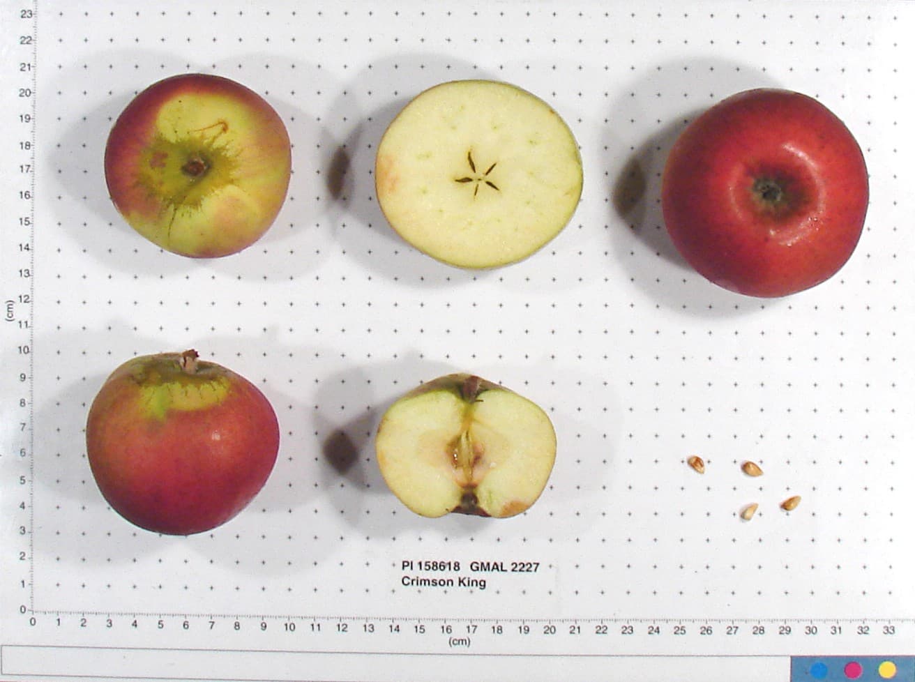 Crimson King apple