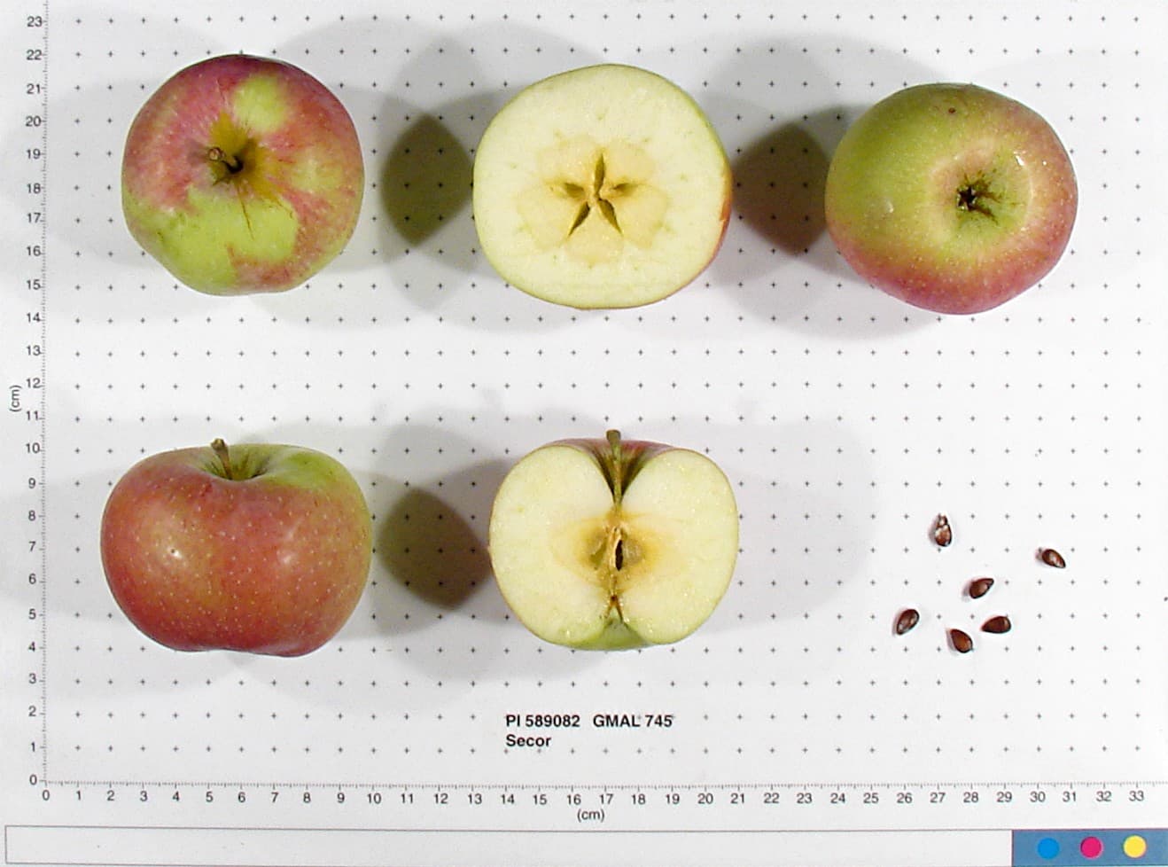 Secor apple