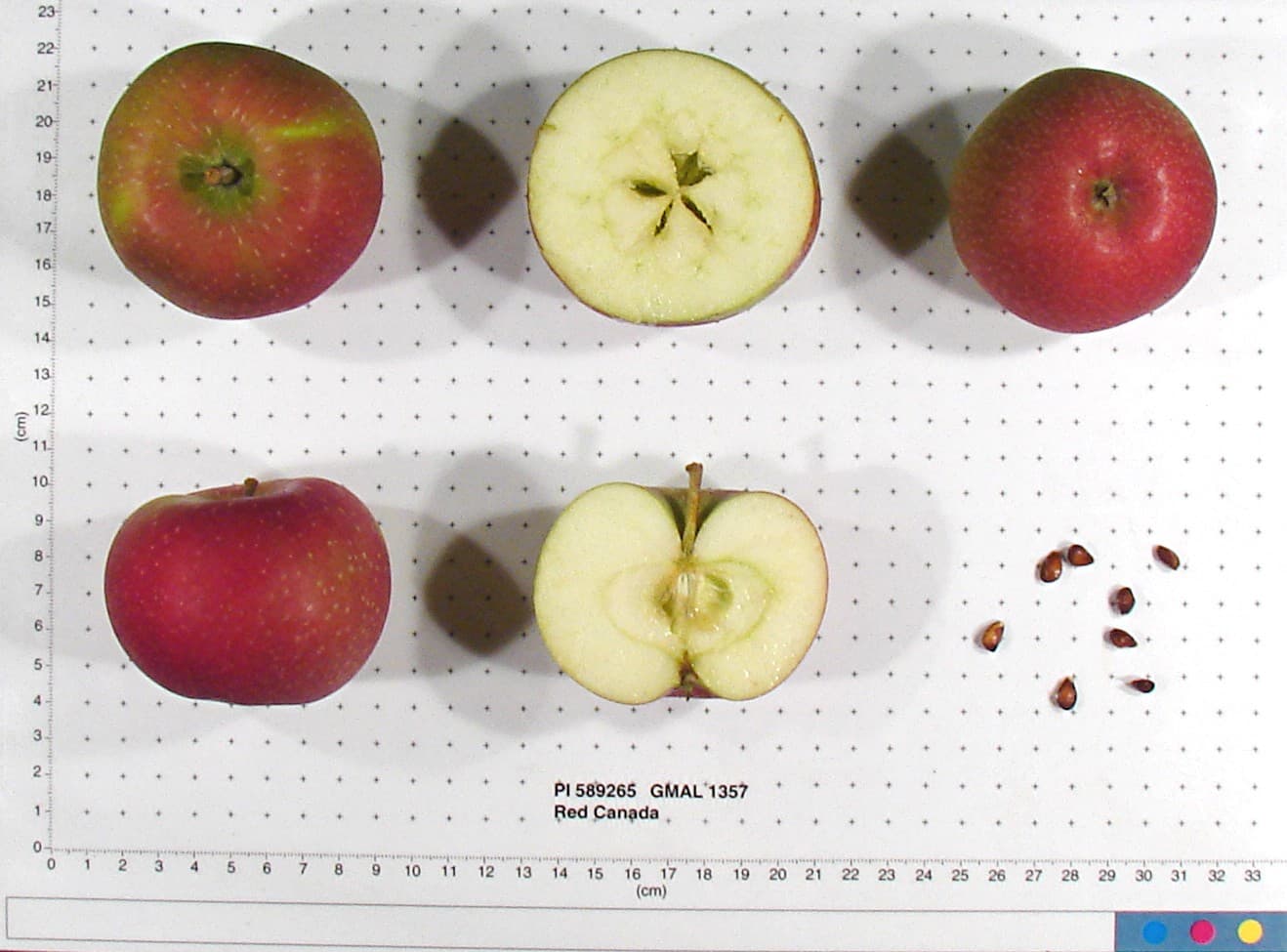 Red Canada apple