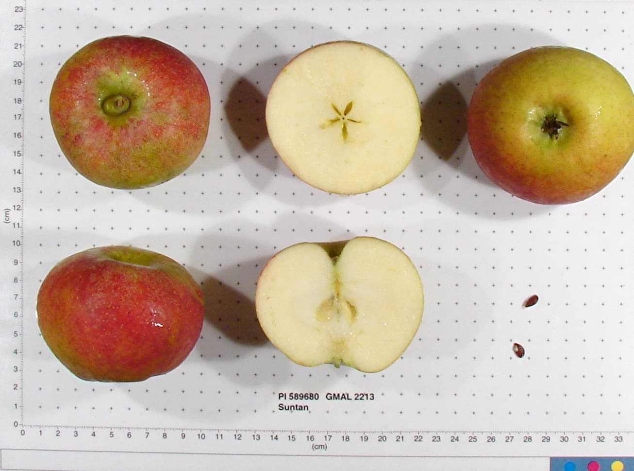 Suntan apple