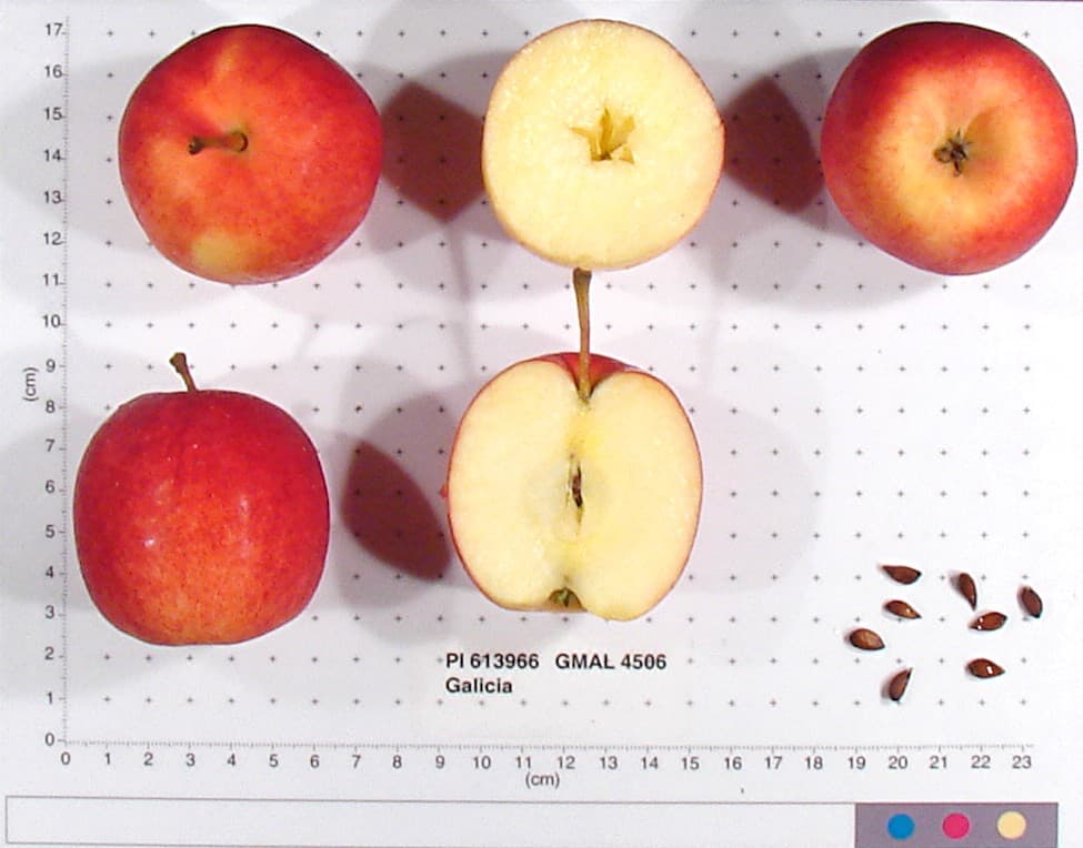 Galicia apple