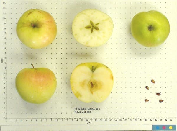 Royal Jubilee apple