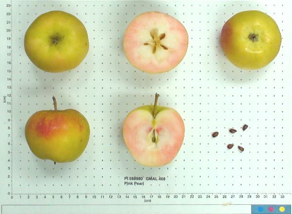 Pink Pearl apple