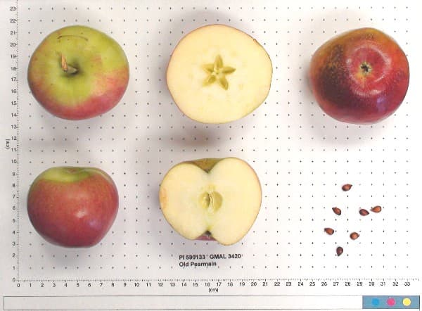 Old Pearmain apple