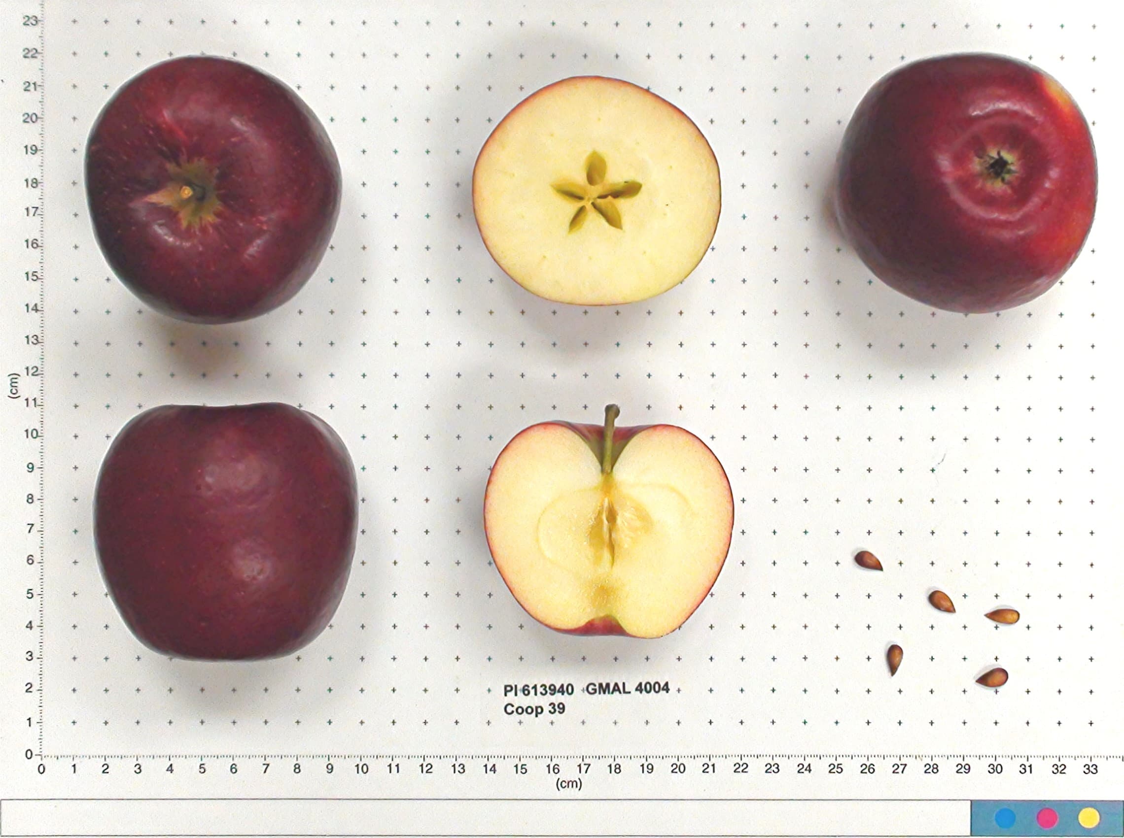 Coop 39 apple