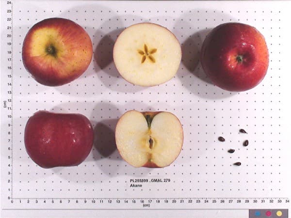 Akane apple