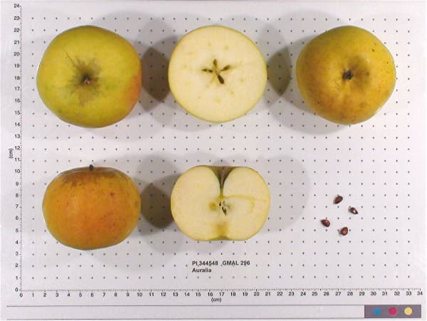 Auralia apple
