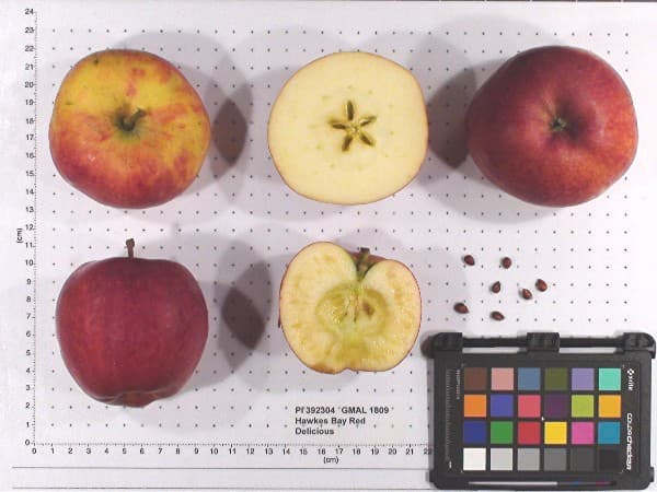 Hawkes Bay Red Delicious apple