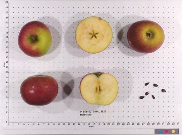 Bohnapfel apple