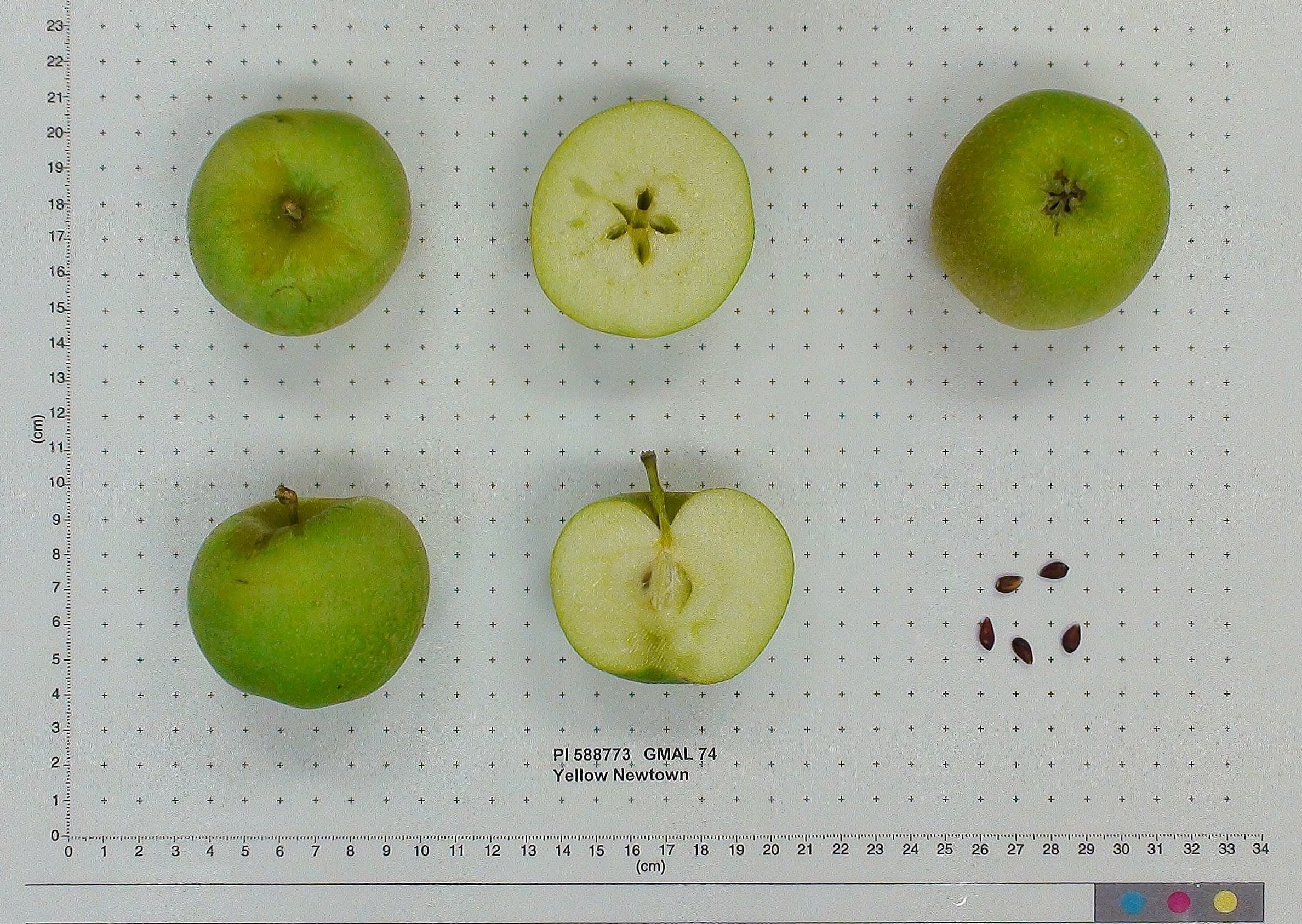 Yellow Newtown apple