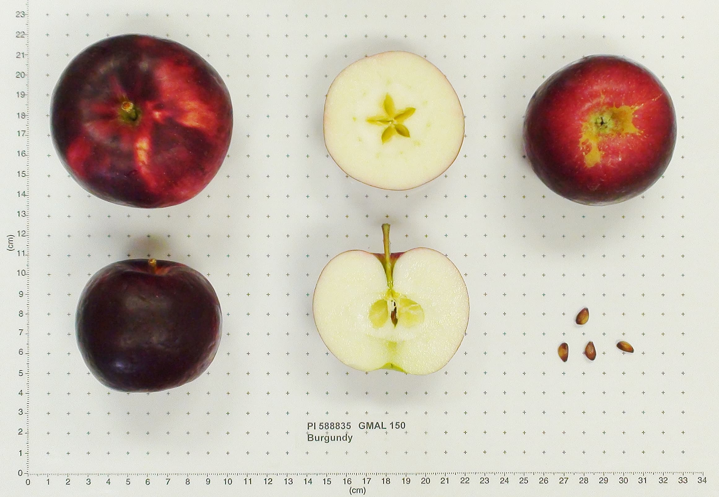 Burgundy apple