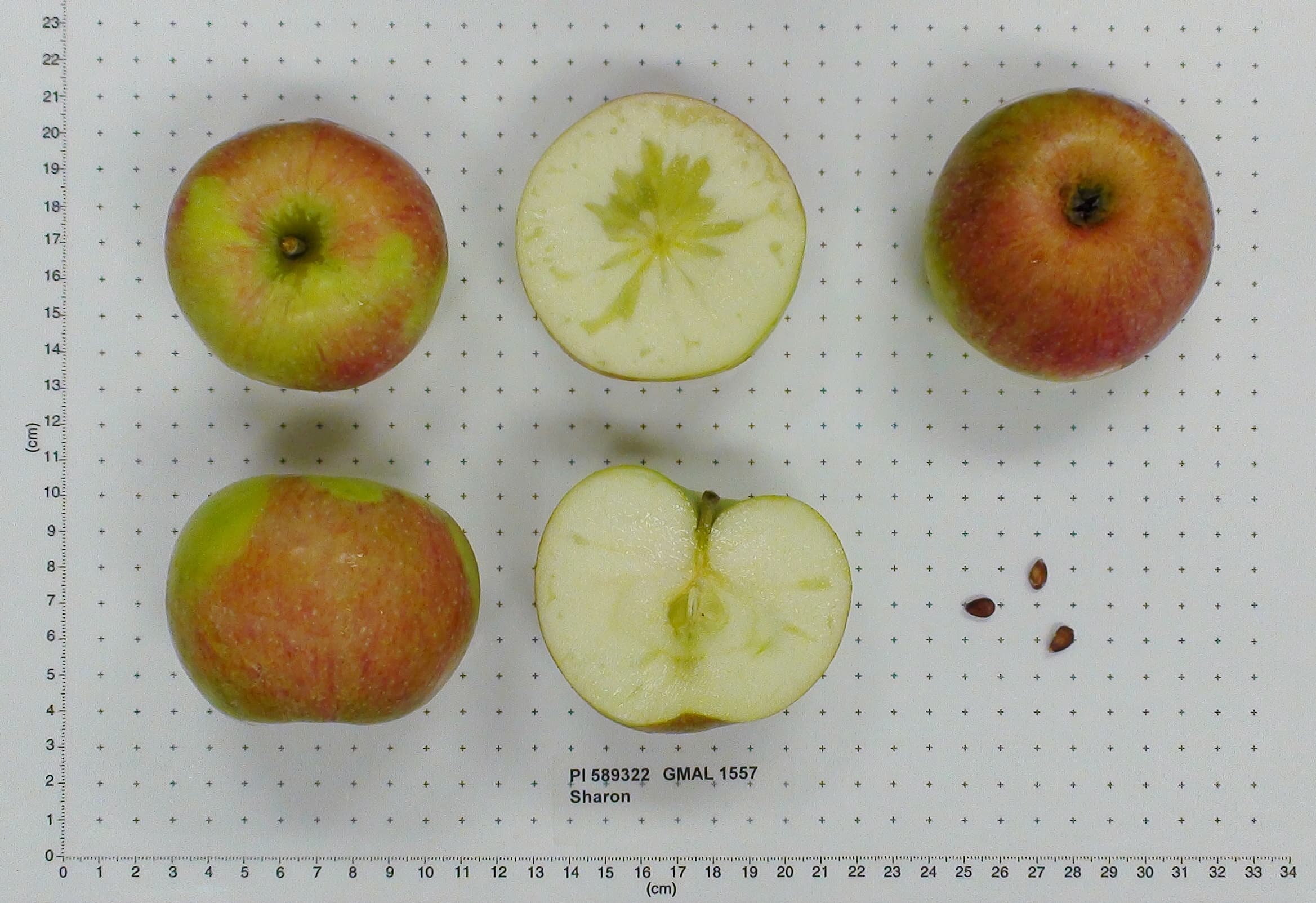 Sharon apple