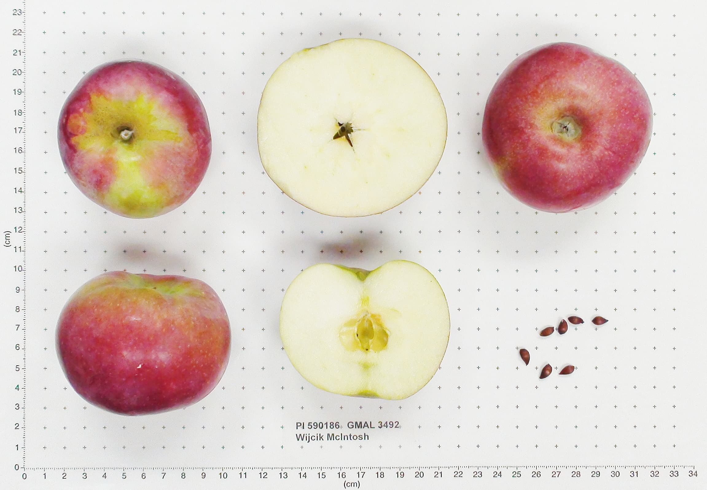 Wijcik McIntosh apple