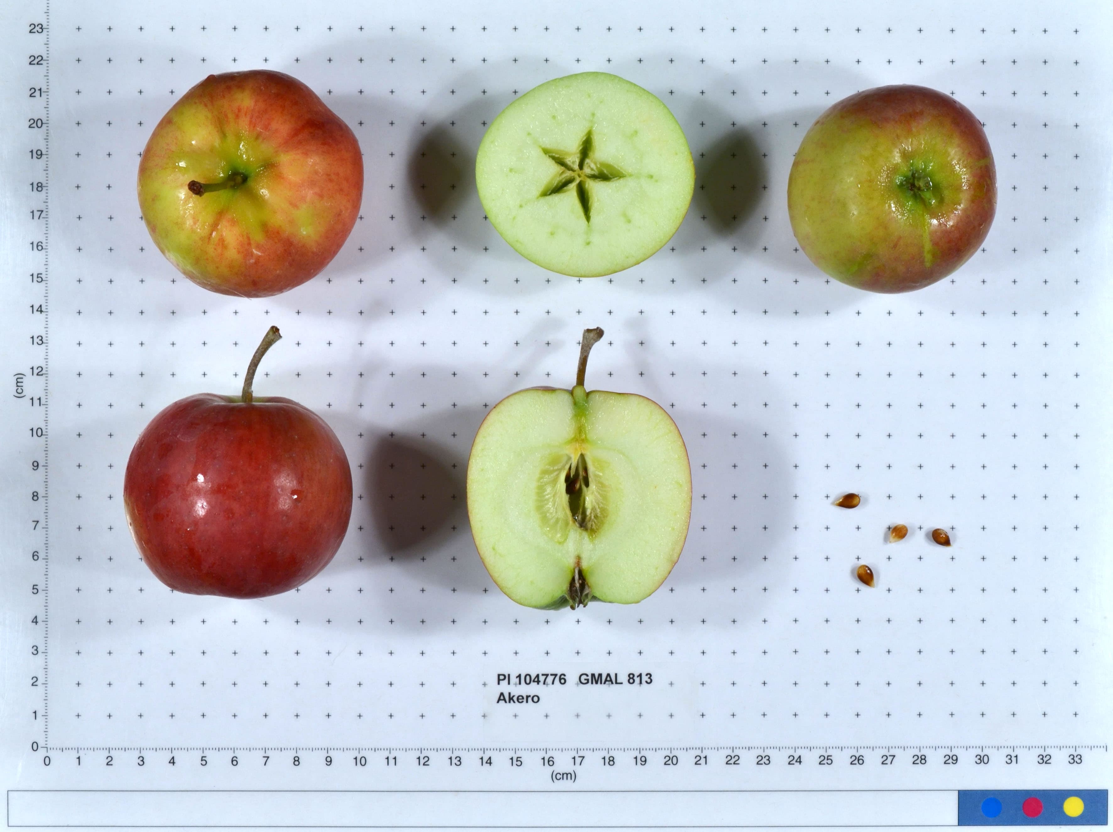 Akero apple