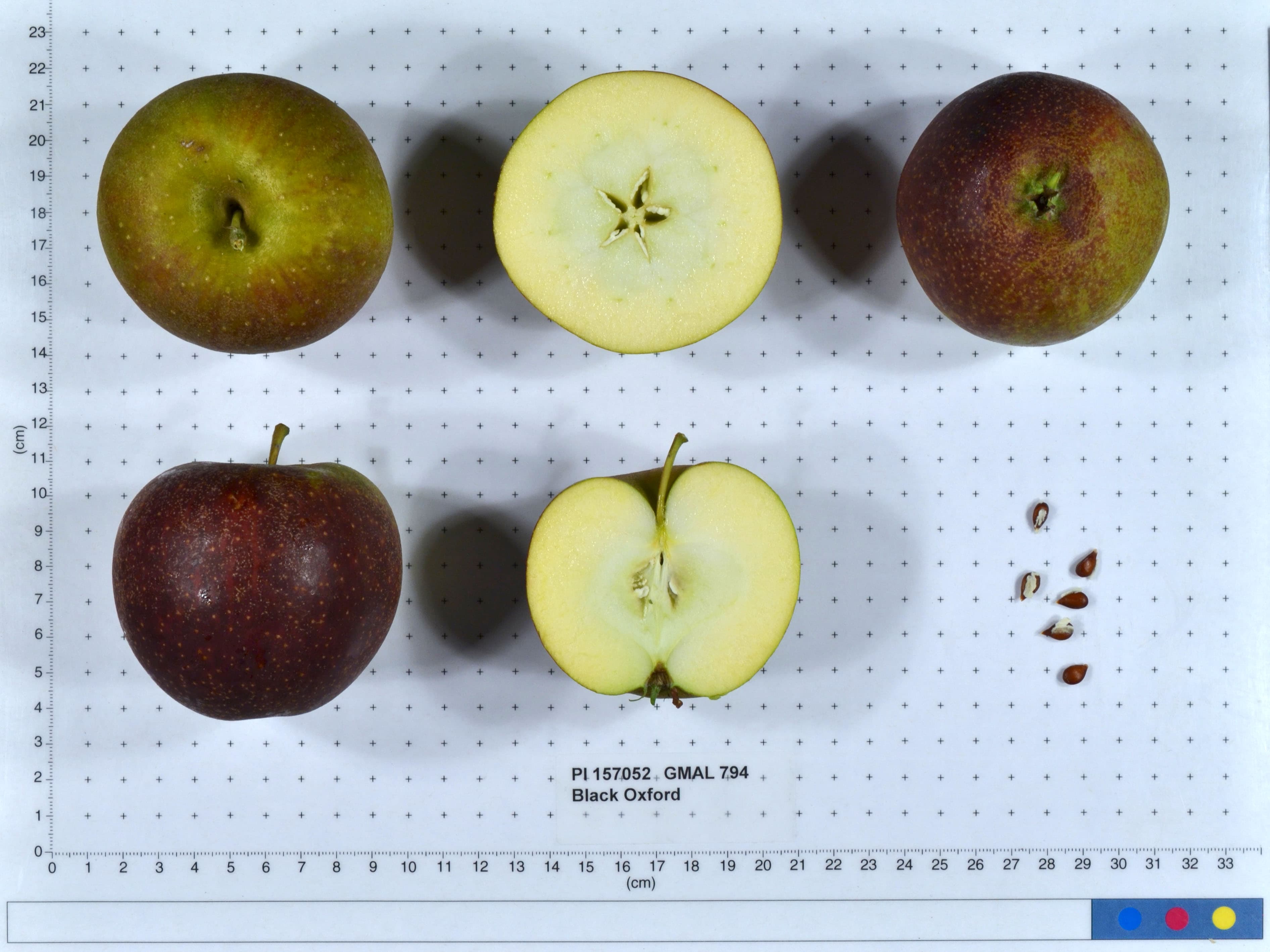 Black Oxford apple