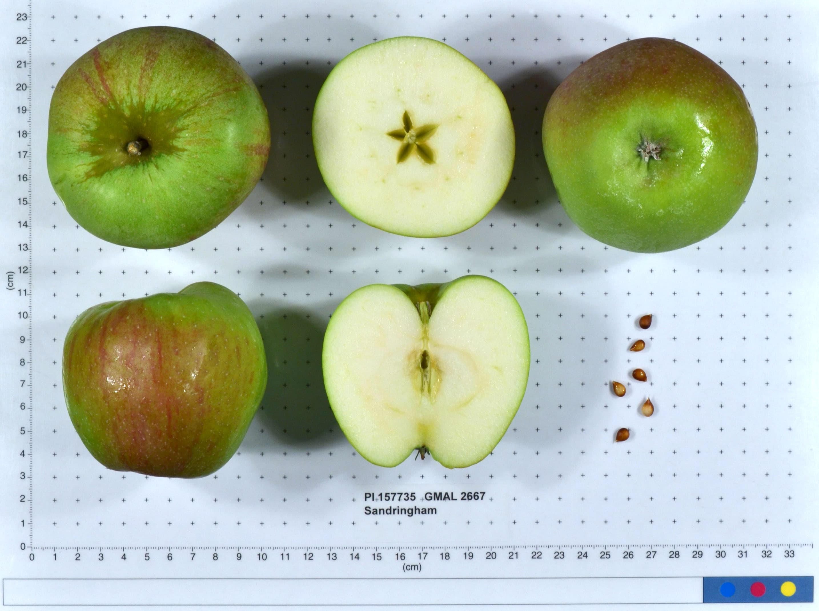 Sandringham apple