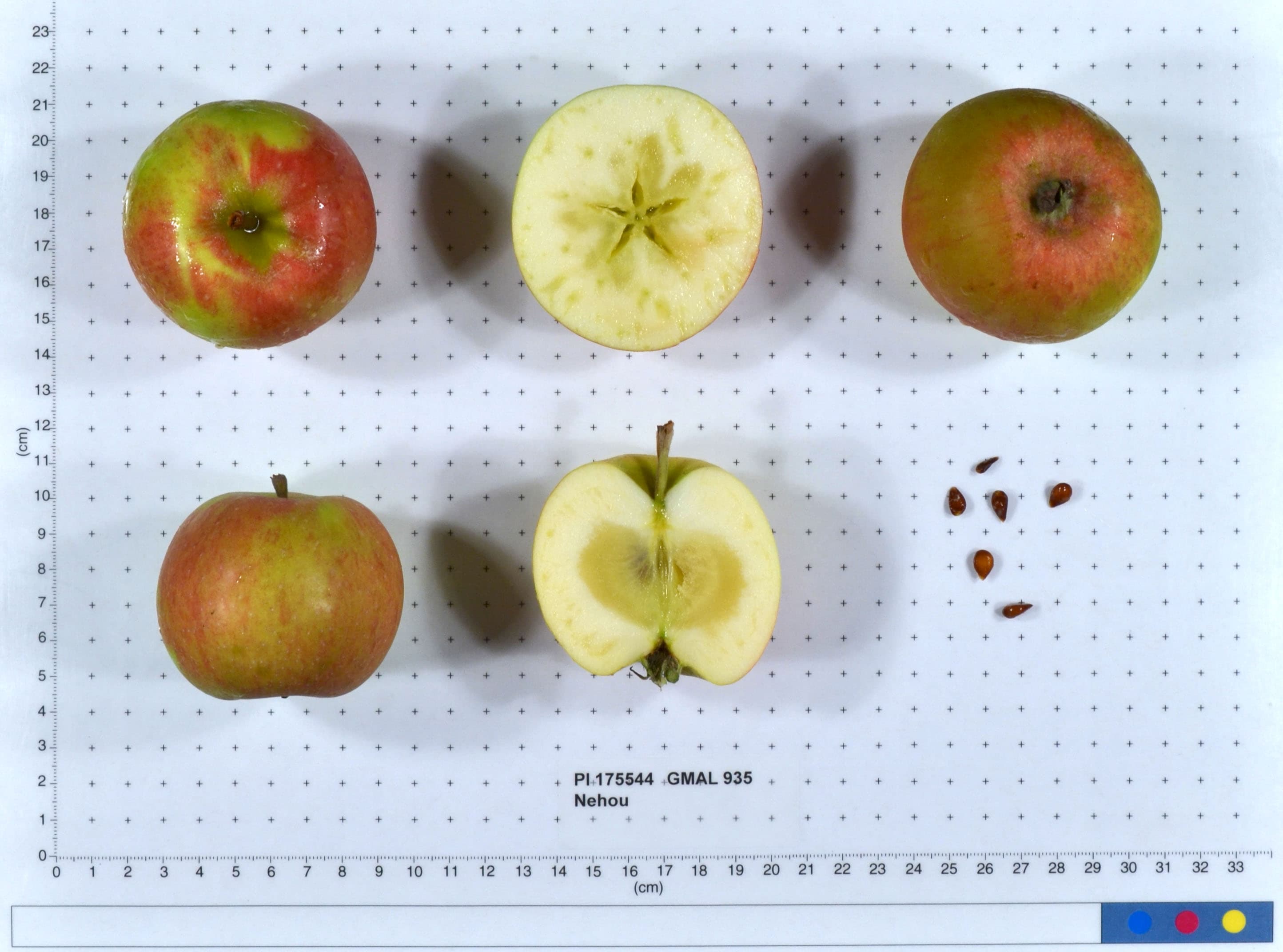 Nehou apple