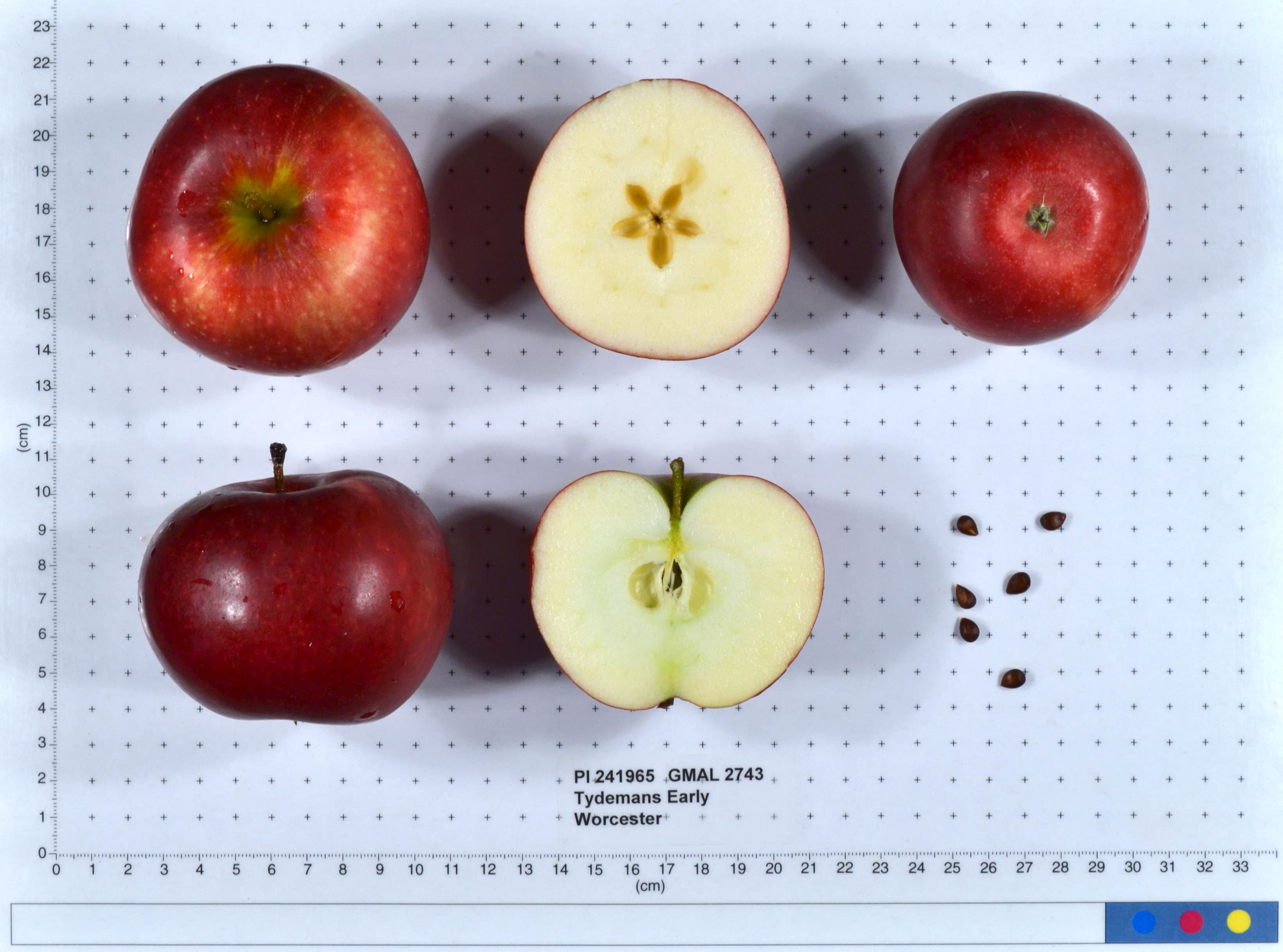 Tydemans Early Worcester apple