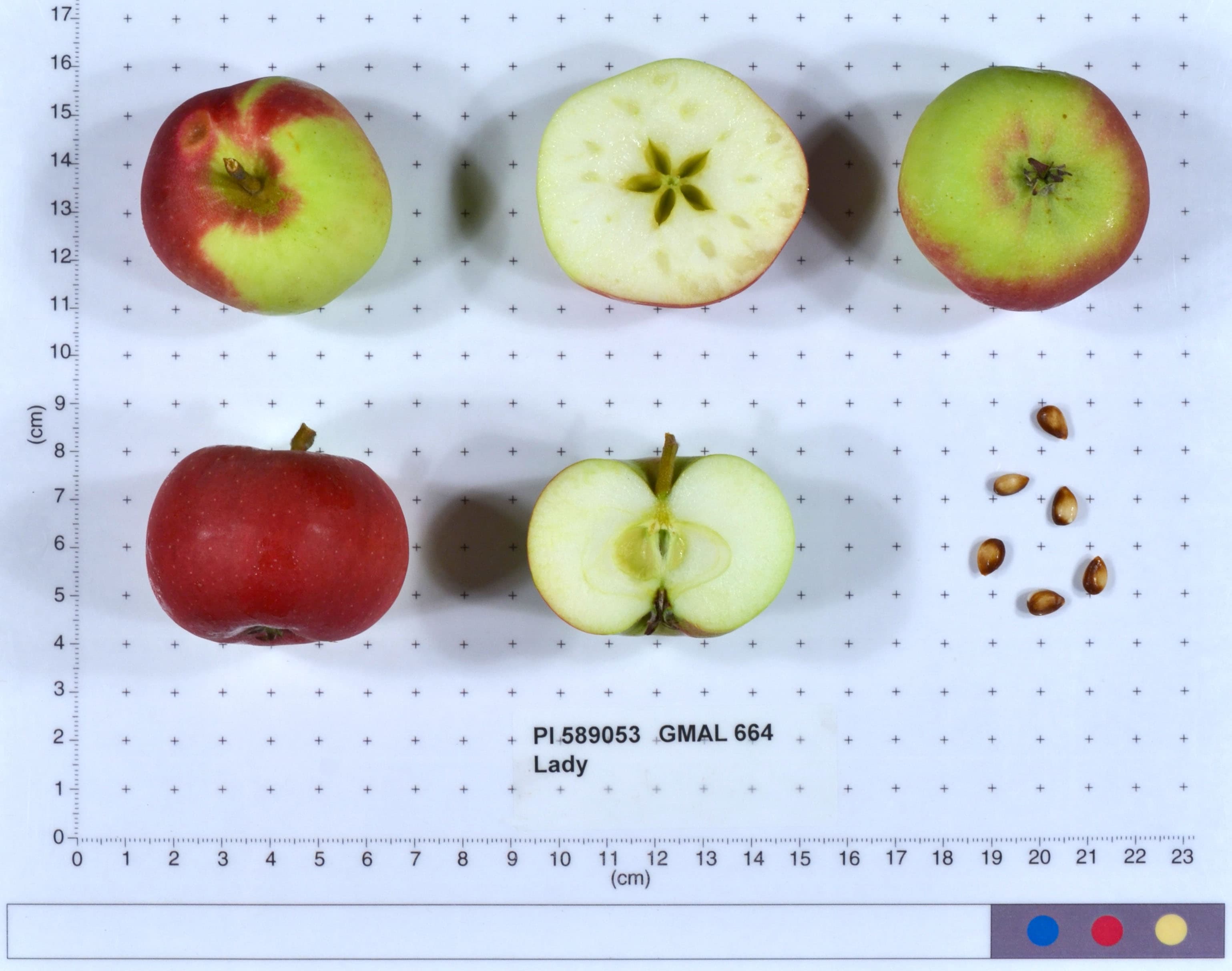 Lady apple