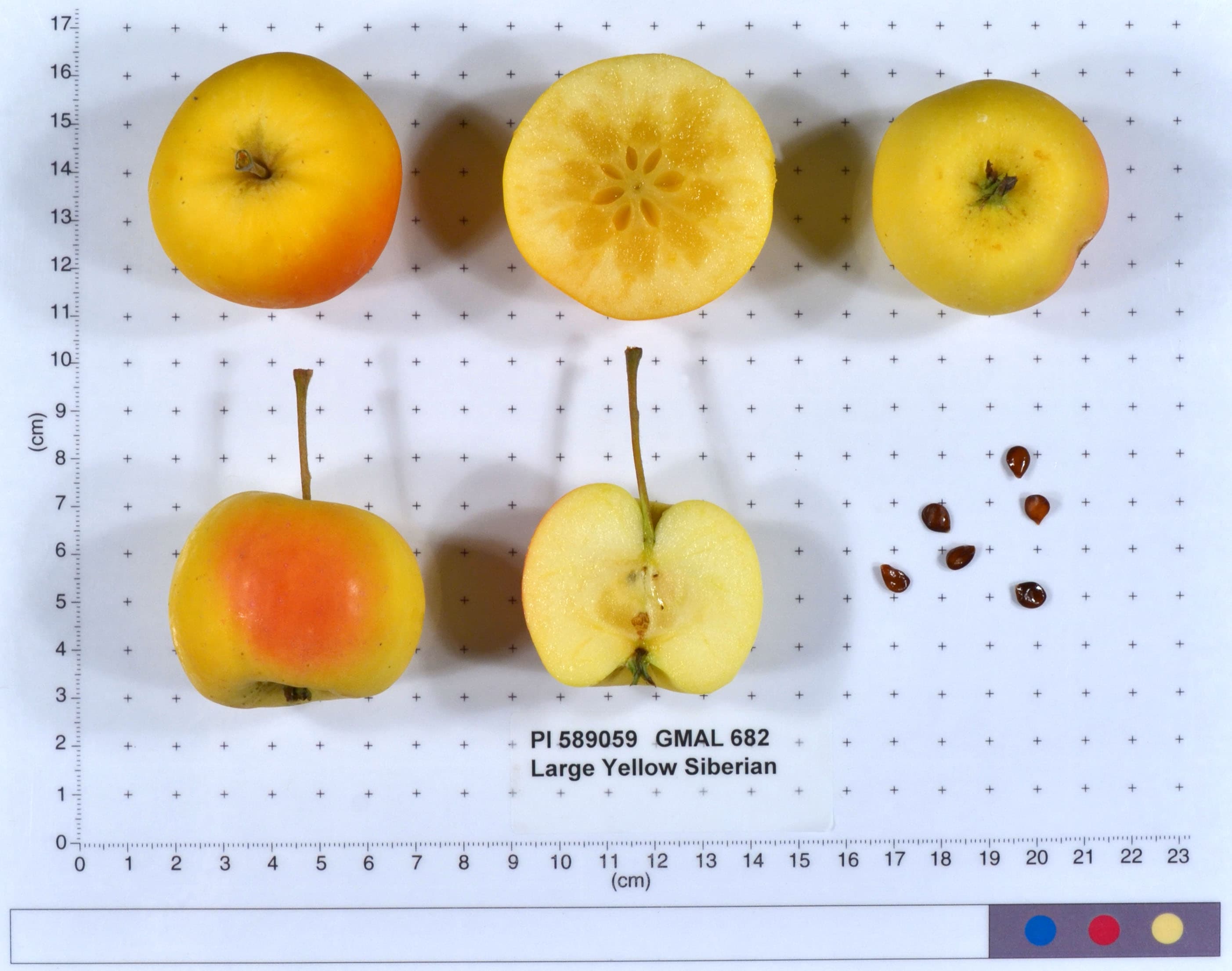 Large Yellow Siberian apple