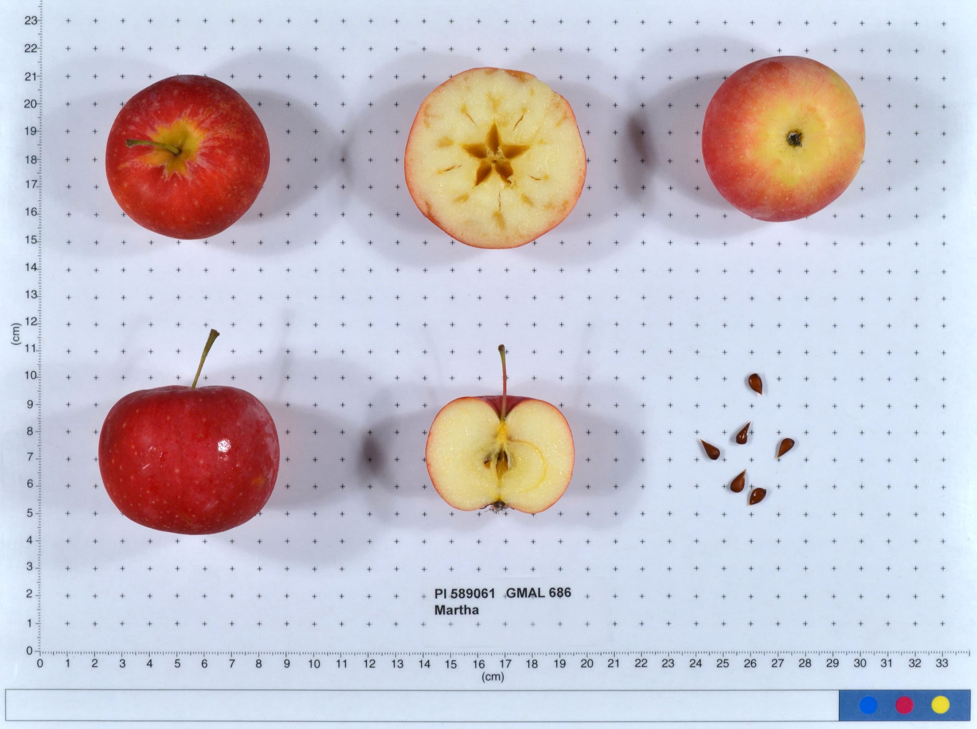 Martha apple