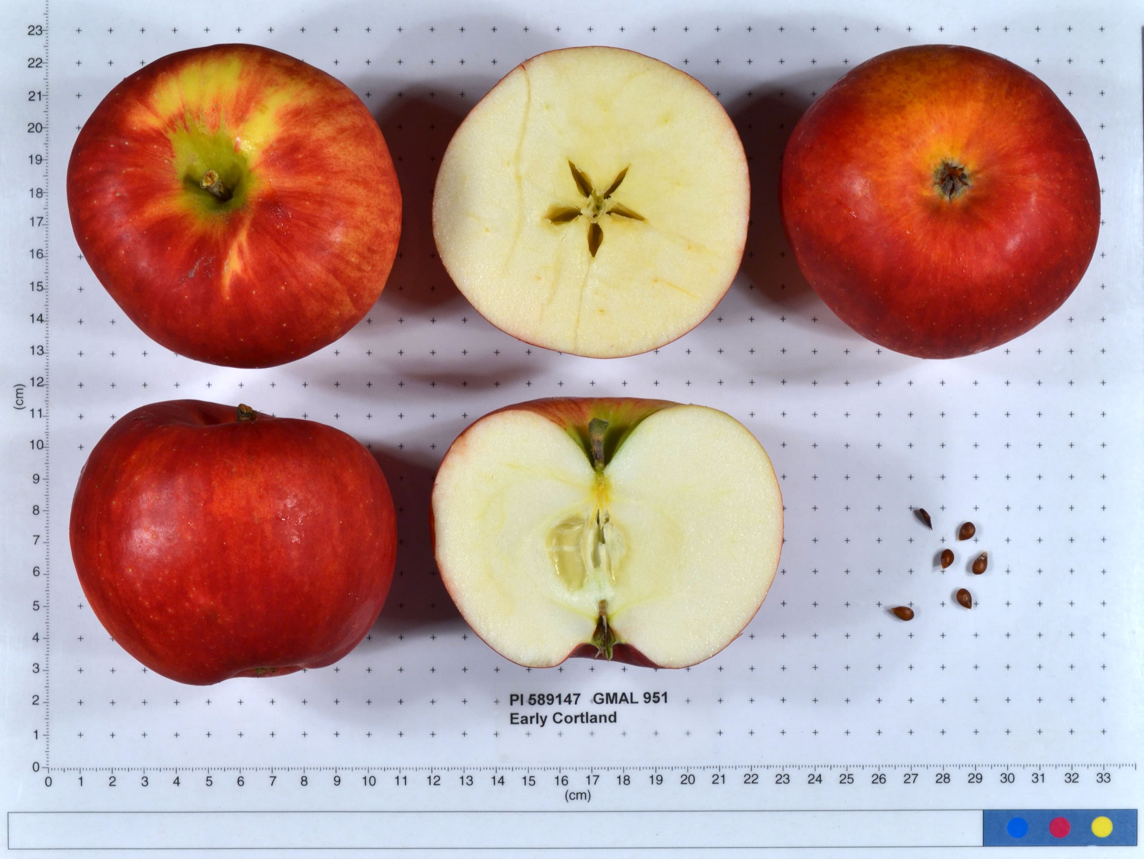 Early Cortland apple