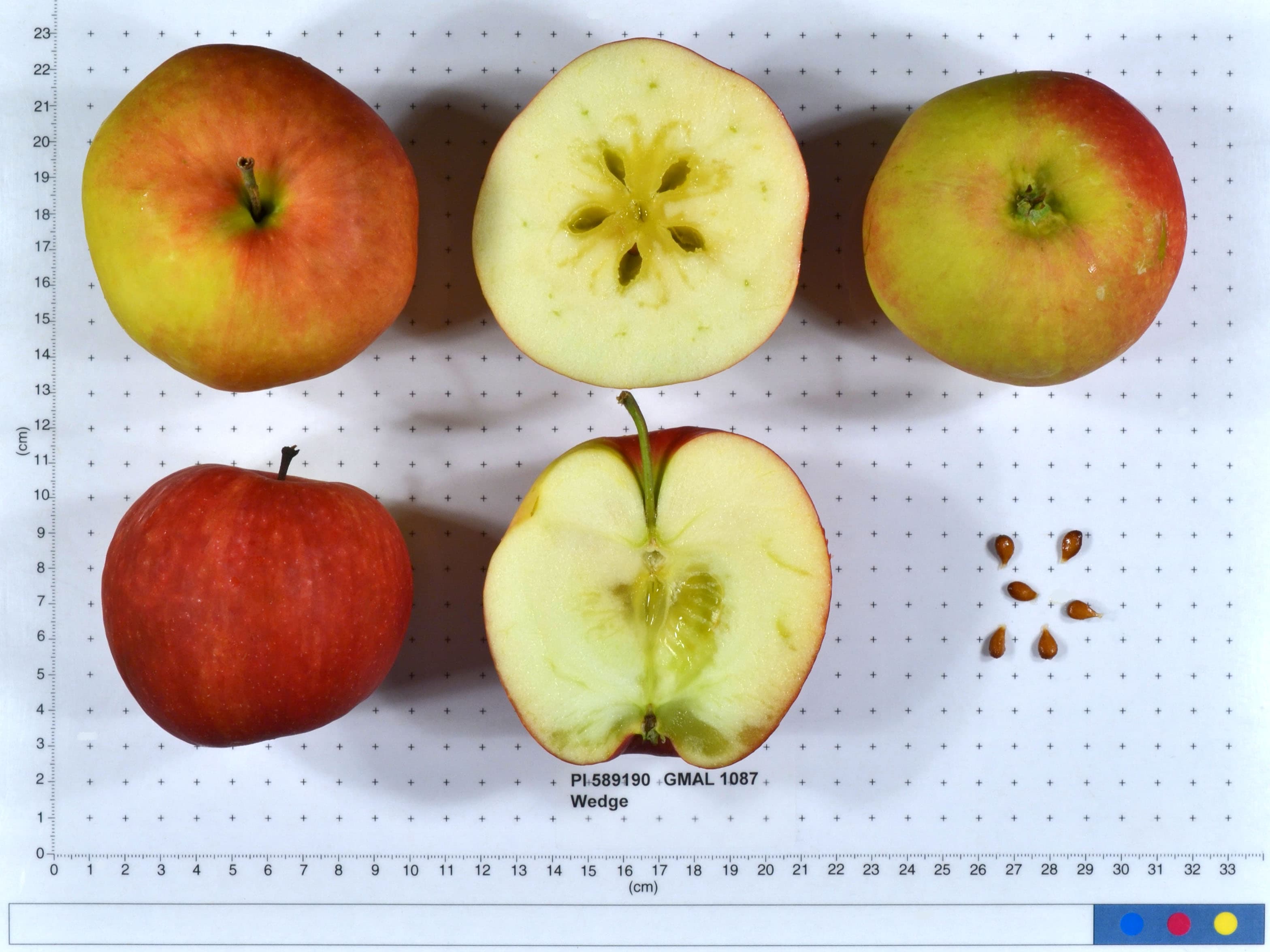 Wedge apple
