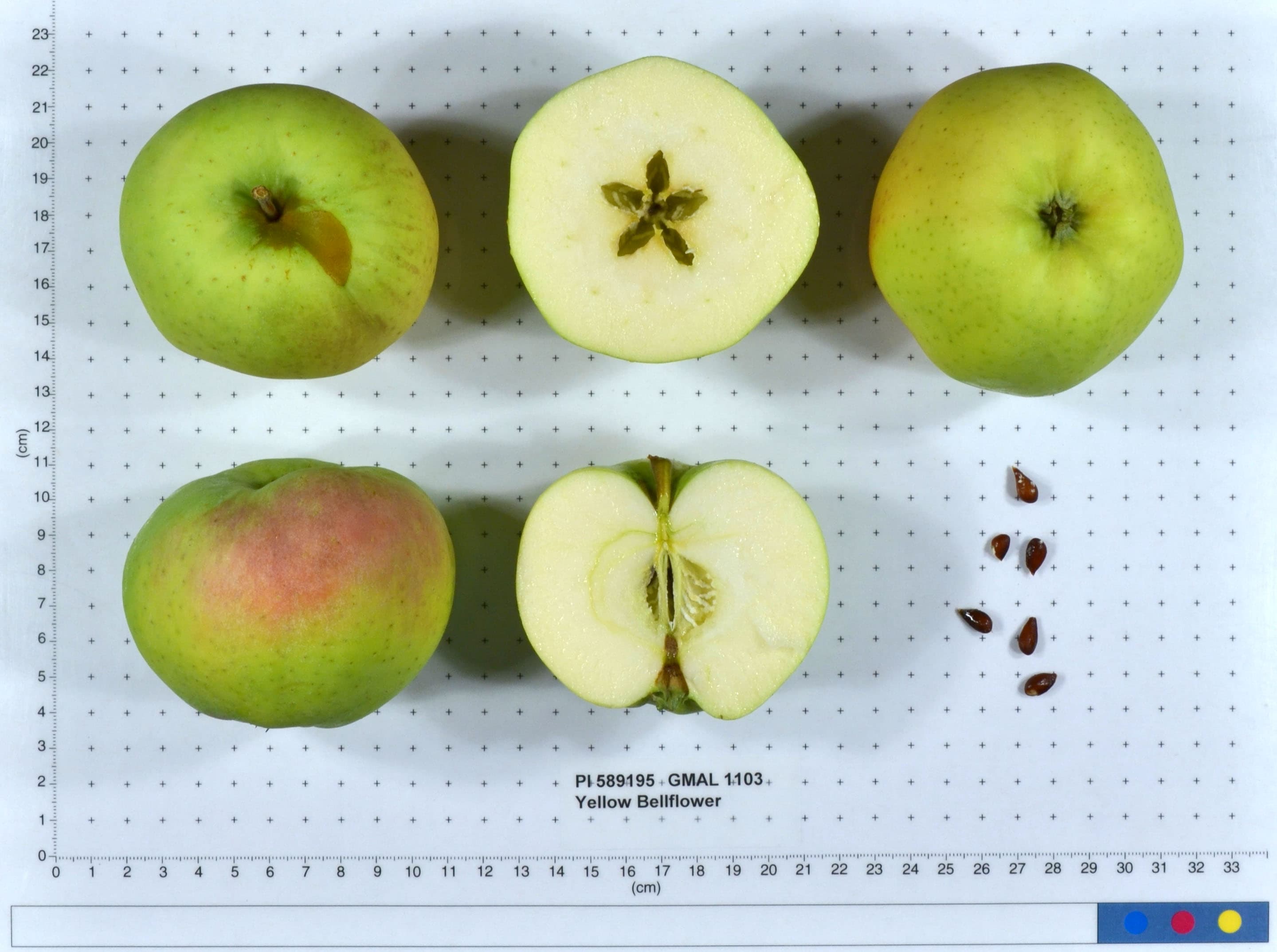 Yellow Bellflower apple