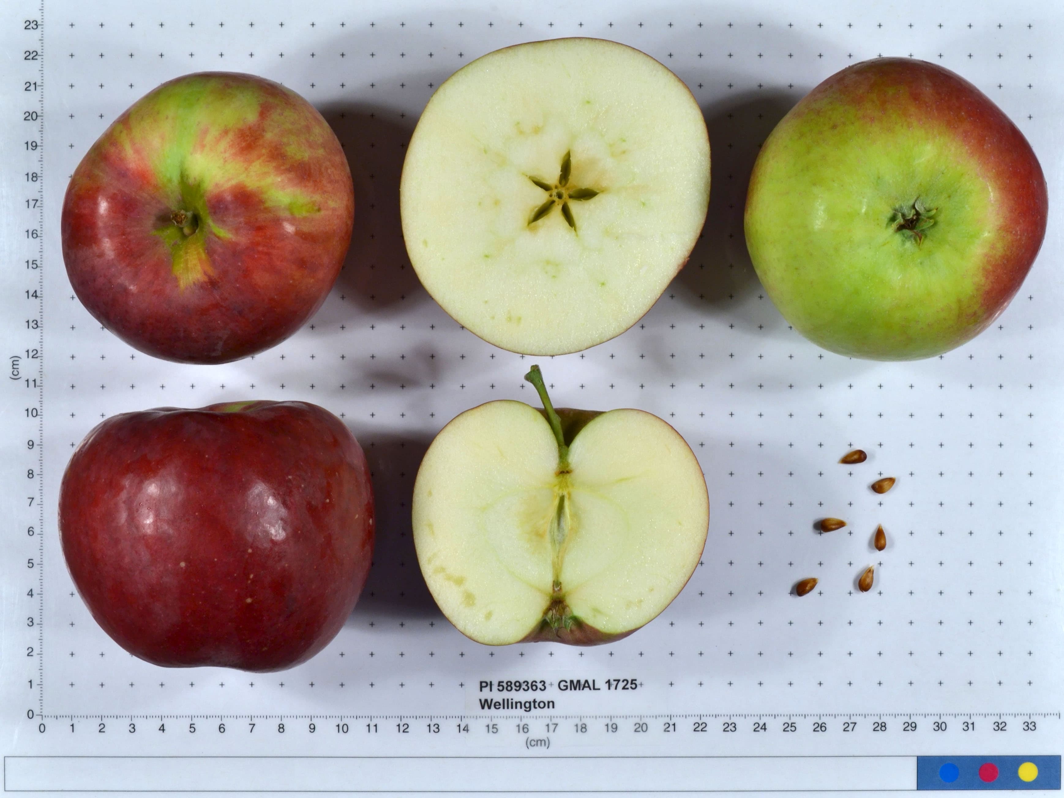 Wellington apple