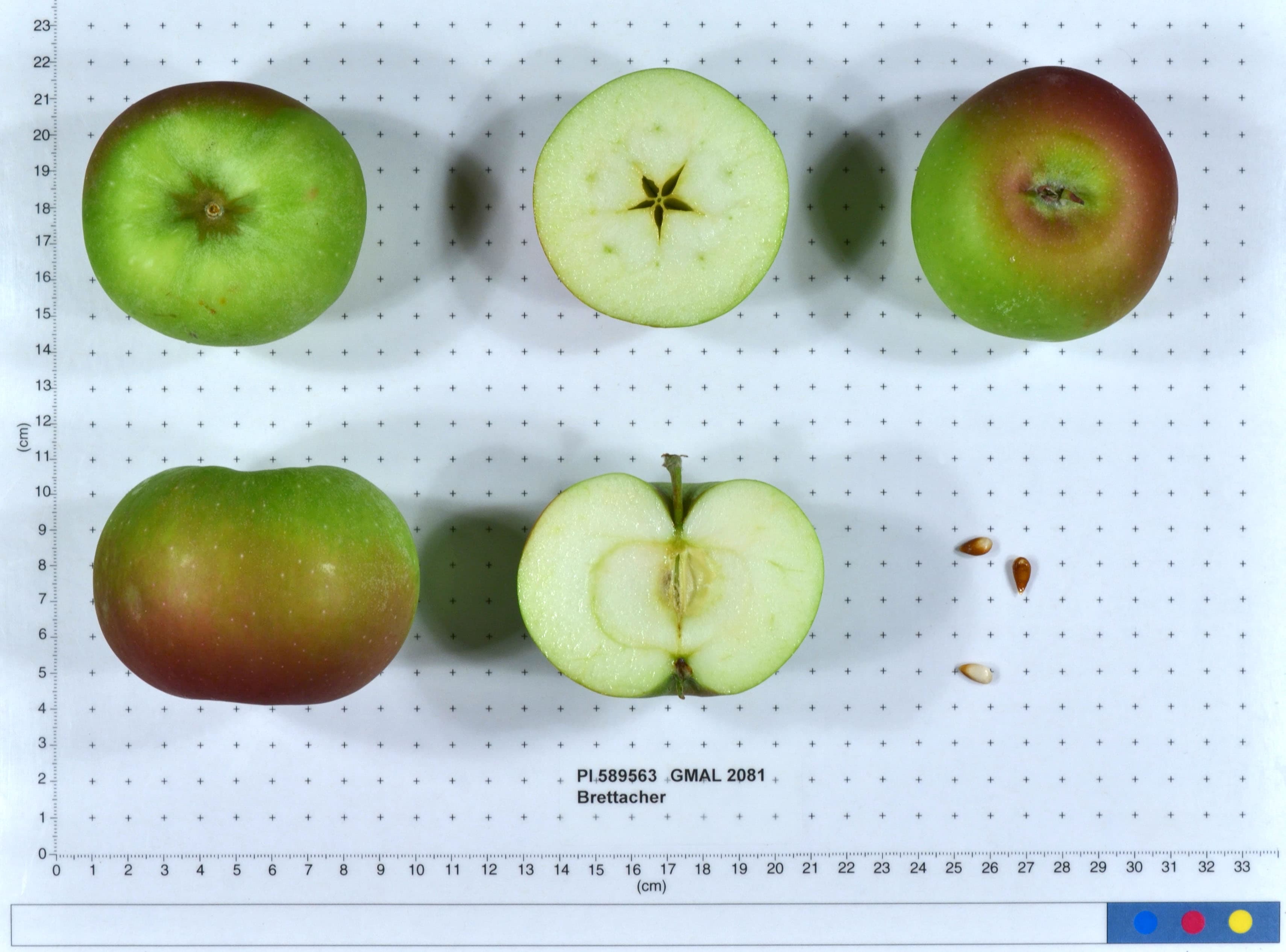 Brettacher apple